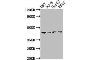 Western Blot Positive WB detected in: U87 whole cell lysate, PC-3 whole cell lysate, HepG2 whole cell lysate, K562 whole cell lysate All lanes: OPCML antibody at 1:2000 Secondary Goat polyclonal to rabbit IgG at 1/50000 dilution Predicted band size: 39, 38, 34 kDa Observed band size: 39 kDa (OPCML anticorps  (AA 28-322))