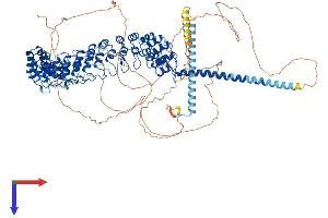 AlphaFold protein structure predicition of Mouse Recombinant Invs Protein, UniprotID O89019