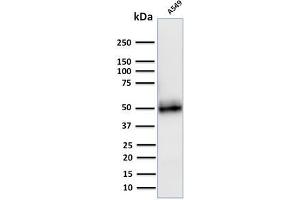 Western Blot Analysis of A549 cell lysate using CD14 Mouse Monoclonal Antibody (LPSR/2408). (CD14 anticorps  (AA 25-148))