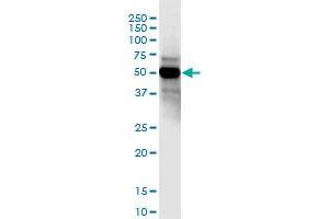 CCDC8 MaxPab polyclonal antibody.