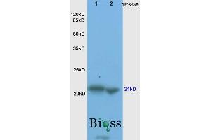 SDS-PAGE (SDS) image for anti-BCL2-Associated X Protein (BAX) (AA 84-175) antibody (ABIN725390)