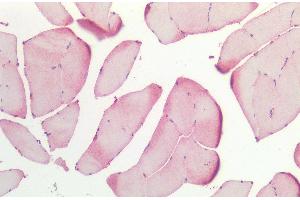 Immunohistochemistry analysis using Rabbit Anti-HSP27 Polyclonal Antibody (ABIN2484356).