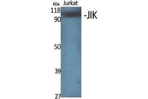 Western Blot (WB) analysis of specific cells using JIK Polyclonal Antibody.