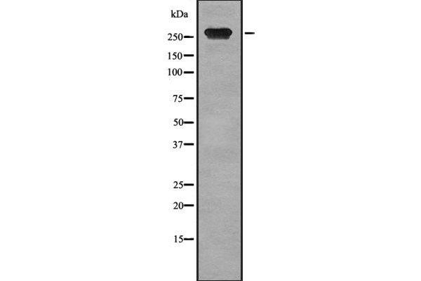 TLN2 antibody  (N-Term)