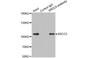 Immunoprecipitation analysis of 200 μg extracts of 293T cells using 1 μg XRCC5 antibody (ABIN5973473). (XRCC5 anticorps)