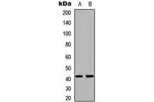 Western blot analysis of Kappa Opioid Receptor expression in HeLa (A), HepG2 (B) whole cell lysates. (OPRK1 anticorps  (C-Term))