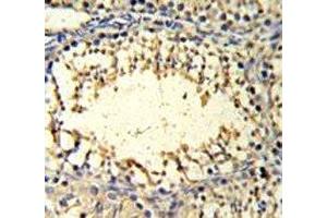 IMP3 antibody IHC analysis in formalin fixed and paraffin embedded mouse testis tissue. (IMP3 anticorps  (AA 156-184))