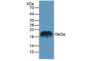 Figure. (REG1A anticorps  (AA 10-165))