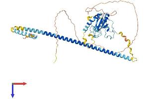 AlphaFold protein structure predicition of Human Recombinant ZRSR2 Protein, UniprotID Q15696