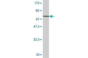 Western Blot detection against Immunogen (73. (ENO1 anticorps  (AA 1-434))