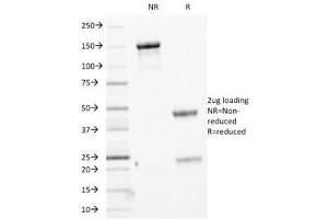 SDS-PAGE Analysis of Purified, BSA-Free Basic Cytokeratin Antibody (clone KRTH/1076). (Keratin Basic anticorps)