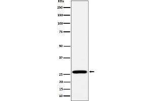Western blot analysis of RPL13 expression in MCF7 cell lysate.