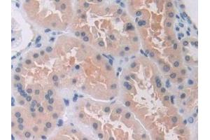 Detection of MAEA in Human Kidney Tissue using Polyclonal Antibody to Macrophage Erythroblast Attacher (MAEA)