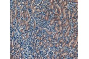 IHC-P analysis of kidney tissue, with DAB staining. (NRARP anticorps  (AA 3-109))