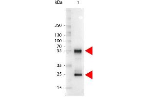 Western Blot of Alkaline Phosphatase Conjugated Rabbit anti-Mouse IgG antibody. (Lapin anti-Souris IgG (Heavy & Light Chain) Anticorps (Alkaline Phosphatase (AP)) - Preadsorbed)