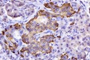 Immunohistochemistry analysis of paraffin-embedded mouse pancreas using,GPR120 (ABIN7074942) at dilution of 1: 2000