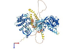 AlphaFold protein structure predicition of Mouse Recombinant Cask Protein, UniprotID O70589