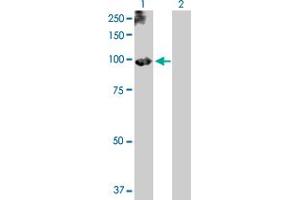 Western Blot analysis of PLG expression in transfected 293T cell line by PLG MaxPab polyclonal antibody. (PLG anticorps  (AA 1-810))