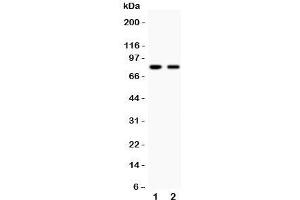 Western blot testing of MFN2 antibody and Lane 1:  HeLa;  2: A549. (MFN2 anticorps  (AA 601-757))