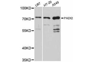 Western blot analysis of extracts of various cell lines, using PADI2 antibody (ABIN6290719) at 1:3000 dilution. (PADI2 anticorps)