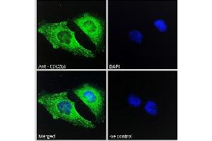 ABIN570894 Immunofluorescence analysis of paraformaldehyde fixed HeLa cells, permeabilized with 0. (CDK19 anticorps  (C-Term))