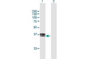 Western Blot analysis of ITM2B expression in transfected 293T cell line by ITM2B MaxPab polyclonal antibody. (ITM2B anticorps  (AA 1-266))