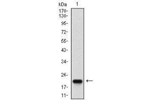 Western blot analysis using CASP-7 mAb against human CASP-7 (AA: 29-198) recombinant protein.