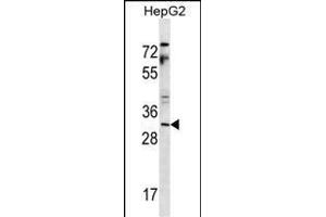 C7orf36 Antibody (Center) (ABIN657250 and ABIN2846348) western blot analysis in HepG2 cell line lysates (35 μg/lane). (YAE1D1 anticorps  (AA 131-160))