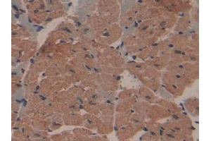 Used in DAB staining on fromalin fixed paraffin- embedded kidney tissue (COL1A1 anticorps  (AA 1225-1453))