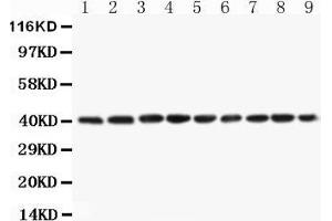 Western Blotting (WB) image for anti-Paraoxonase 1 (PON1) (AA 186-201), (Middle Region) antibody (ABIN3042578) (PON1 anticorps  (Middle Region))
