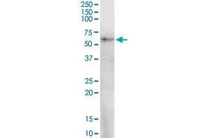 PRUNE MaxPab rabbit polyclonal antibody.