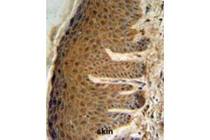 EFTUD2 Antibody (Center) IHC analysis in formalin fixed and paraffin embedded human skin tissue followed by peroxidase conjugation of the secondary antibody and DAB staining.