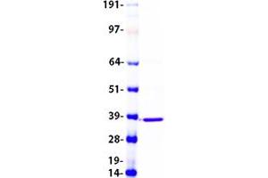 Validation with Western Blot (DEGS1 Protein (Transcript Variant 1) (Myc-DYKDDDDK Tag))
