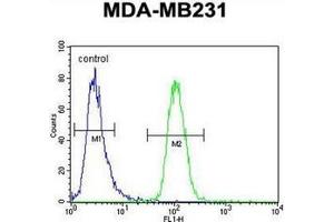 Flow cytometric analysis of MDA-MB231 cells using GNL3L Antibody (N-term) Cat. (GNL3L anticorps  (N-Term))