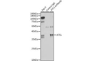 Immunoprecipitation analysis of 300 μg extracts of HeLa cells using 3 μg  antibody (ABIN6127376, ABIN6137228, ABIN6137229 and ABIN6221472). (AFT1 anticorps  (AA 1-210))