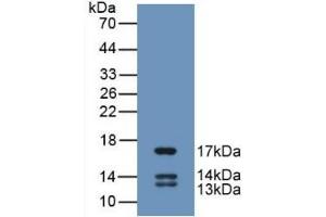 Detection of Recombinant UCN2, Human using Monoclonal Antibody to Urocortin 2 (UCN2)