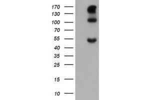 Image no. 1 for anti-Carbonic Anhydrase 12 (CA12) antibody (ABIN1497066) (CA12 anticorps)