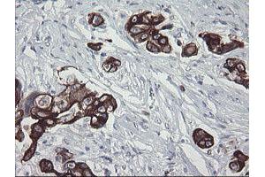 Image no. 12 for anti-Src-like-adaptor 2 (SLA2) antibody (ABIN1500949) (SLAP2 anticorps)