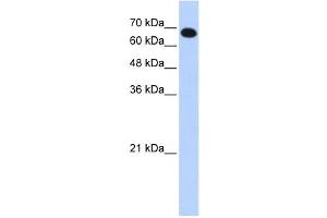 Western Blotting (WB) image for anti-Coiled-Coil Domain Containing 38 (CCDC38) antibody (ABIN2459672) (CCDC38 anticorps)