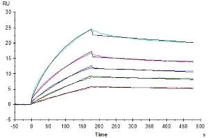 Human LILRB2, hFc Tag captured on CM5 Chip via Protein A can bind Biotinylated Human HLA-G Complex Tetramer, His-Avi Tag with an affinity constant of 4.