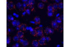 Indirect immunostaining of a PFA fixed mouse brain section (dilution 1 : 200; red).