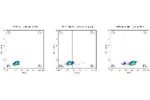 Use Human CD19-FITC Compatible protein to detect the expression rate of Anti-CD19-CAR positive cells.