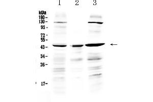Western blot analysis of PREB using anti-PREB antibody .