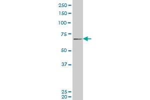 PASD1 monoclonal antibody (M08), clone 3C1 Western Blot analysis of PASD1 expression in Hela S3 NE . (PASD1 anticorps  (AA 1-100))