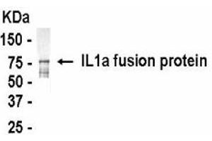 Western Blotting (WB) image for anti-Interleukin 1 alpha (IL1A) (AA 1-271) antibody (ABIN2467843) (IL1A anticorps  (AA 1-271))