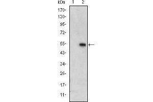 Western blot analysis using ERK3 mAb against HEK293 (1) and ERK3(AA: 347-582)-hIgGFc transfected HEK293 (2) cell lysate.