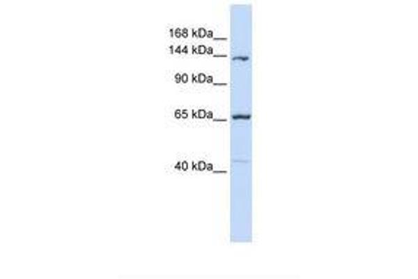PCDH12 anticorps  (AA 612-661)