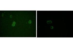 Immunofluorescence analysis of methanol-fixed L-02 (left) and Cos7 (right) cells using ApoM mouse mAb showing cytoplasmic and membrane localization. (Apolipoprotein M anticorps)