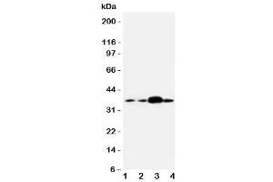 Western blot testing of APEX1 antibody and human samples 1:  U87 (APEX1 anticorps  (Middle Region))
