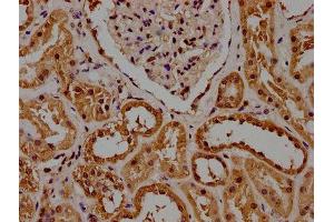 IHC image of ABIN7153644 diluted at 1:100 and staining in paraffin-embedded human kidney tissue performed on a Leica BondTM system.